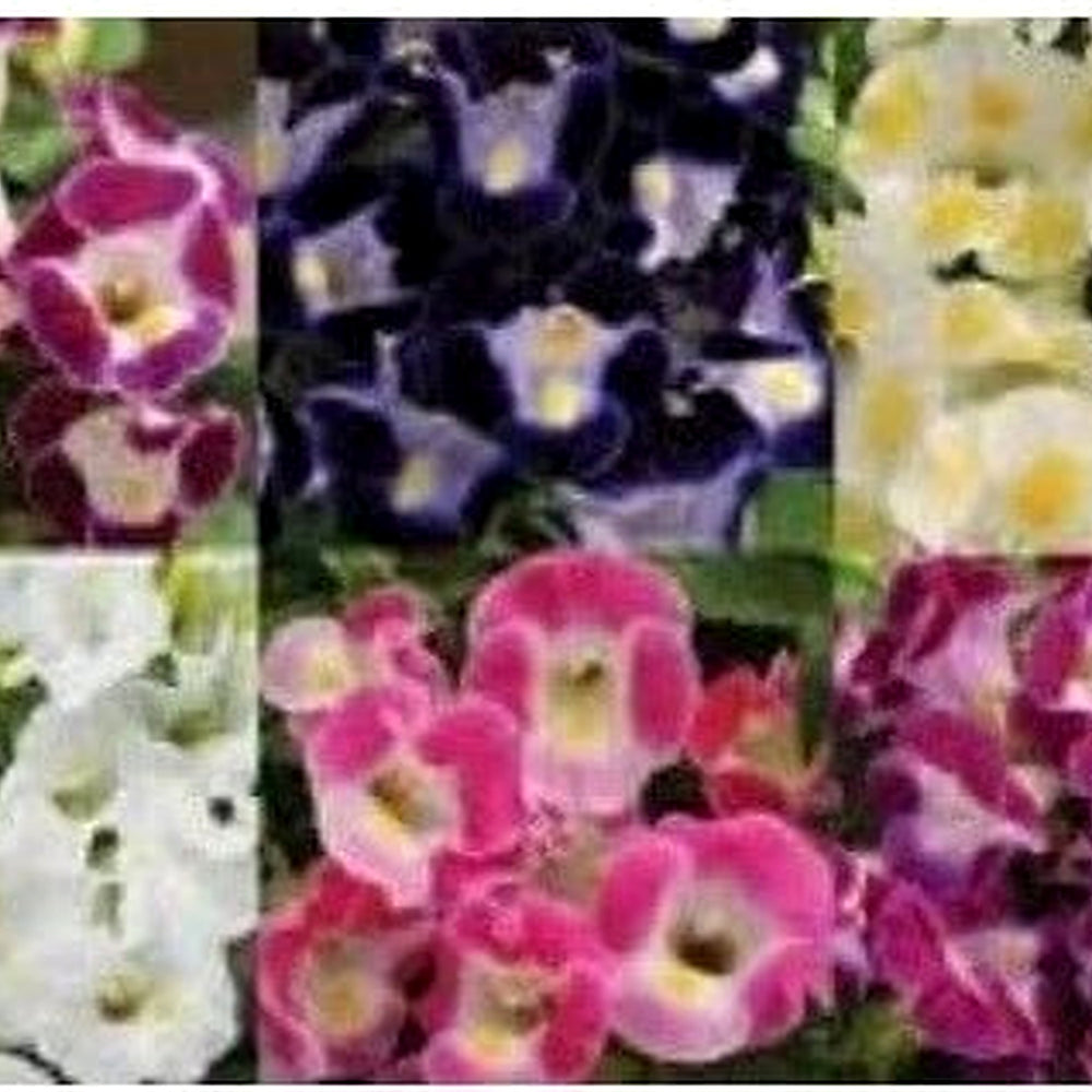 Mixed Wishbone Seeds for Planting [neera-v5-dbcb6fc736fc863d9fbc]