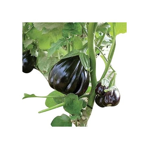 Futaba Giant Black Eggplant Seed for Planting [neera-v5-dbcff280287934462f6c]