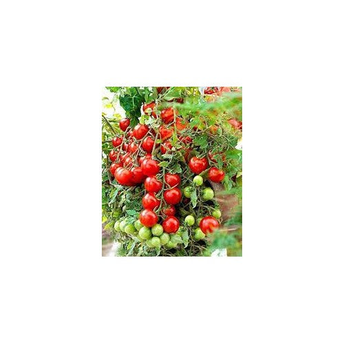 Early Tomato Fruit Seeds [neera-v5-dbd571a899db15537f4f]