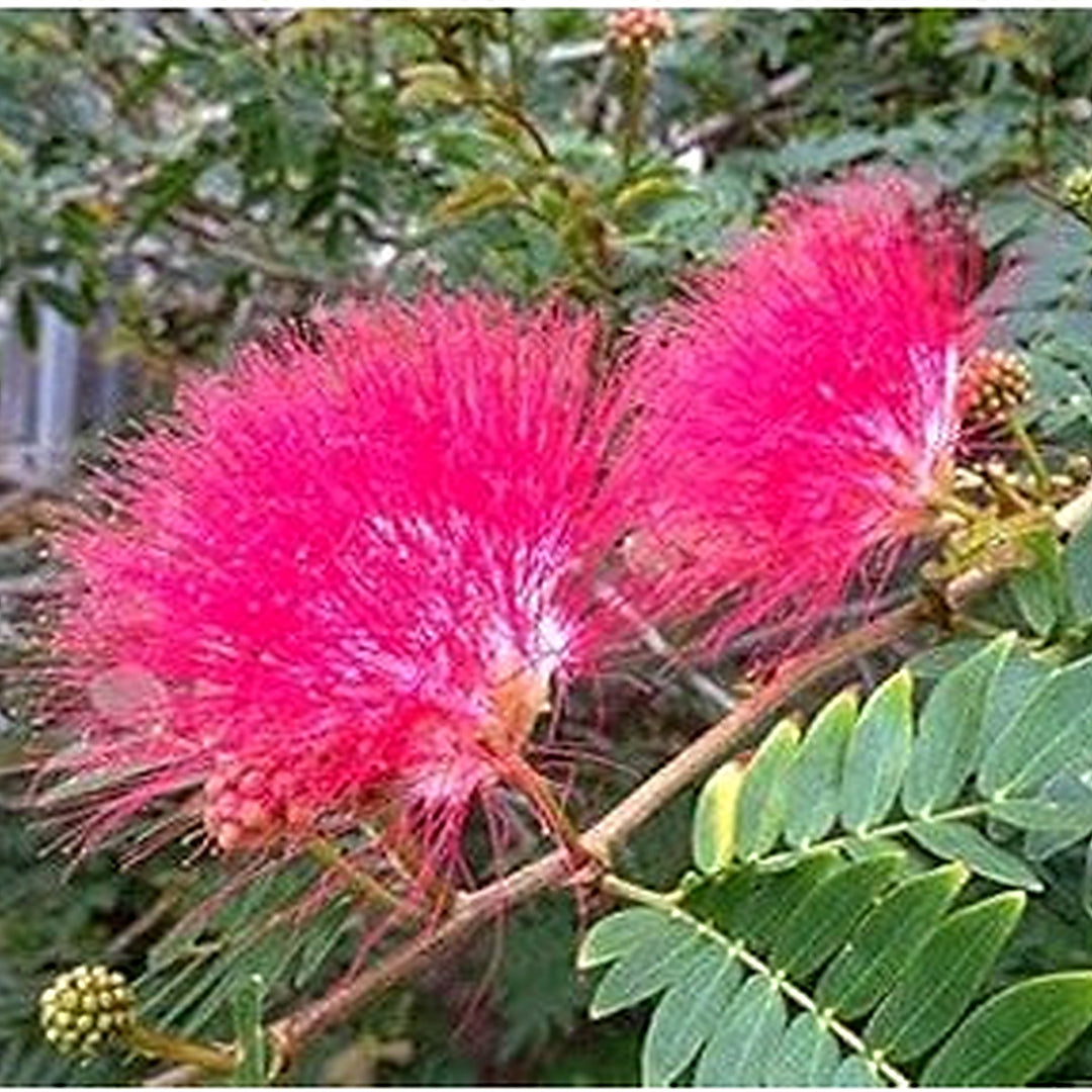 Cream Albizia Flower Seeds [neera-v5-dbd58dce6500f4e64641]