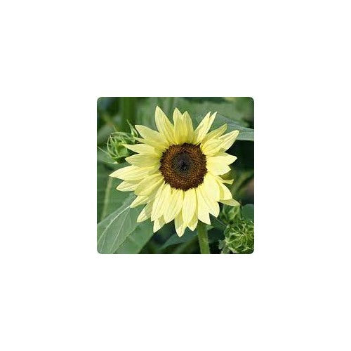 Yellow Lemon Sunflower For Planting Grow Beautiful Flowers At Your Home Garden Flower Seeds for [neera-v5-dbd68ca0ee2b21e4a8a4]