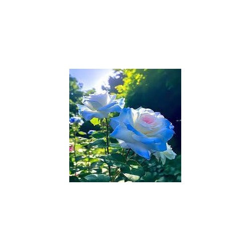 Thai Blue Rose Flower Plant Seeds for Planting [neera-v5-dbdafada9f5f269ed265]