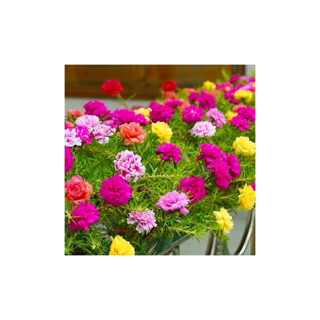 Mini Heirloom Rose Qiu Ball Mixed Colors Flower Flower Seeds for Home Garden Planting, Vibrant [neera-v5-dbdf6acf15803caa605e]