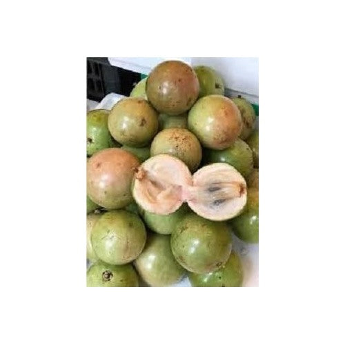 Fresh Vietnam Milk Melon Fruit Seeds for Planting [neera-v5-dbe7b0d9fbce36ca4b7b]
