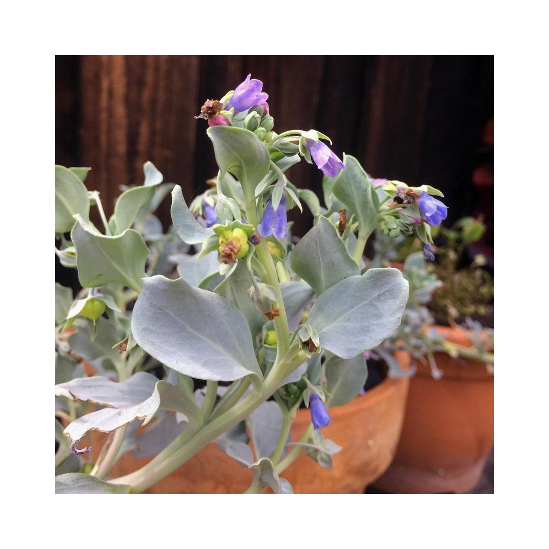 Mertensia Maritima Herb Heirloom Non Gmo Oyster Leaf Unique Garden Planting Flower Seeds [neera-v5-dbedbec03a143d3c7f4a]