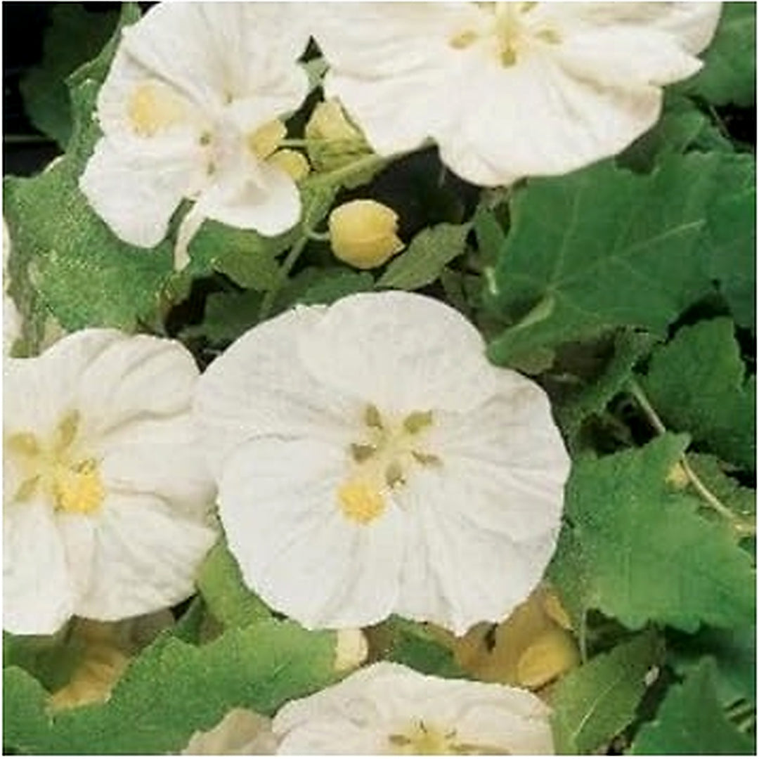 Organic Heirloom Abutilon Flower Seeds for Planting [neera-v5-dbf028185c7dd808be94]