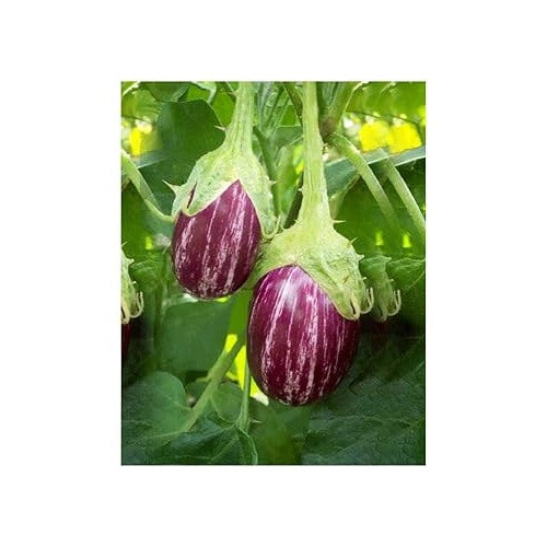 Heirloom Non-GMO Purple White Eggplant Seeds for Planting [neera-v5-dbf09ab0d3381a09b10a]