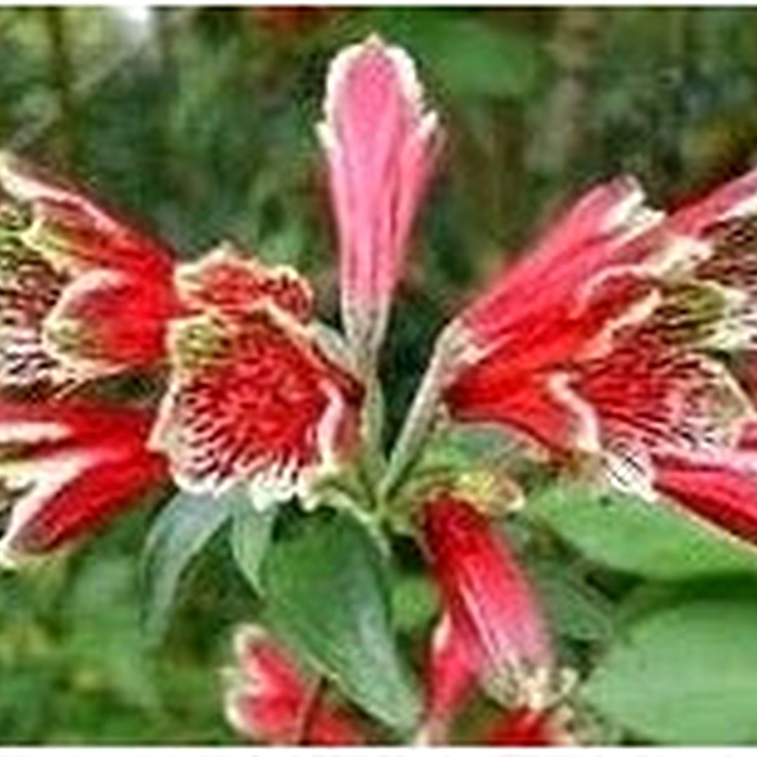 Red Alstroemeria Psittacina Seeds for Planting [neera-v5-dbf7ca3cc5699e438c3b]