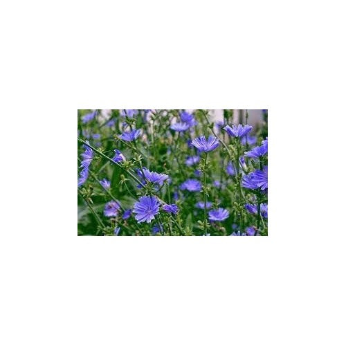 Heirloom Cichorium Intybus Flower For Garden Planting Non Gmo Chicory Blooms For Pollinators Flower [neera-v5-dc068dd6568f268c582d]