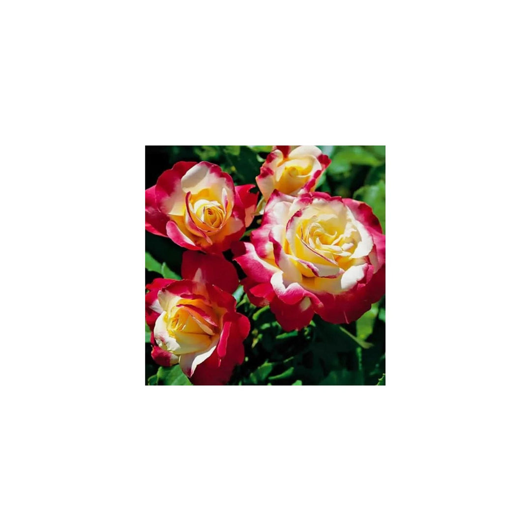 Red Edged Rose Rosa Chinensis Flower For Planting In Backyard Gardening And Decorative Borders [neera-v5-dc06a3feec6e579e1fcf]