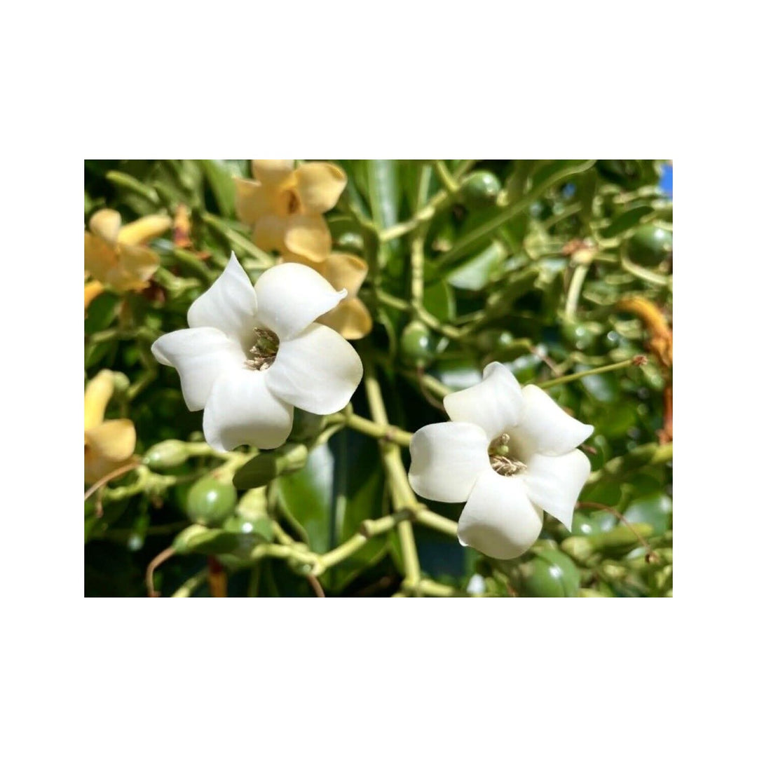 Heirloom Non Gmo Fagraea Flower For Planting Fragrant Tropical Evergreen Garden Blooms Flower Seeds [neera-v5-dc15f869683553d765ce]