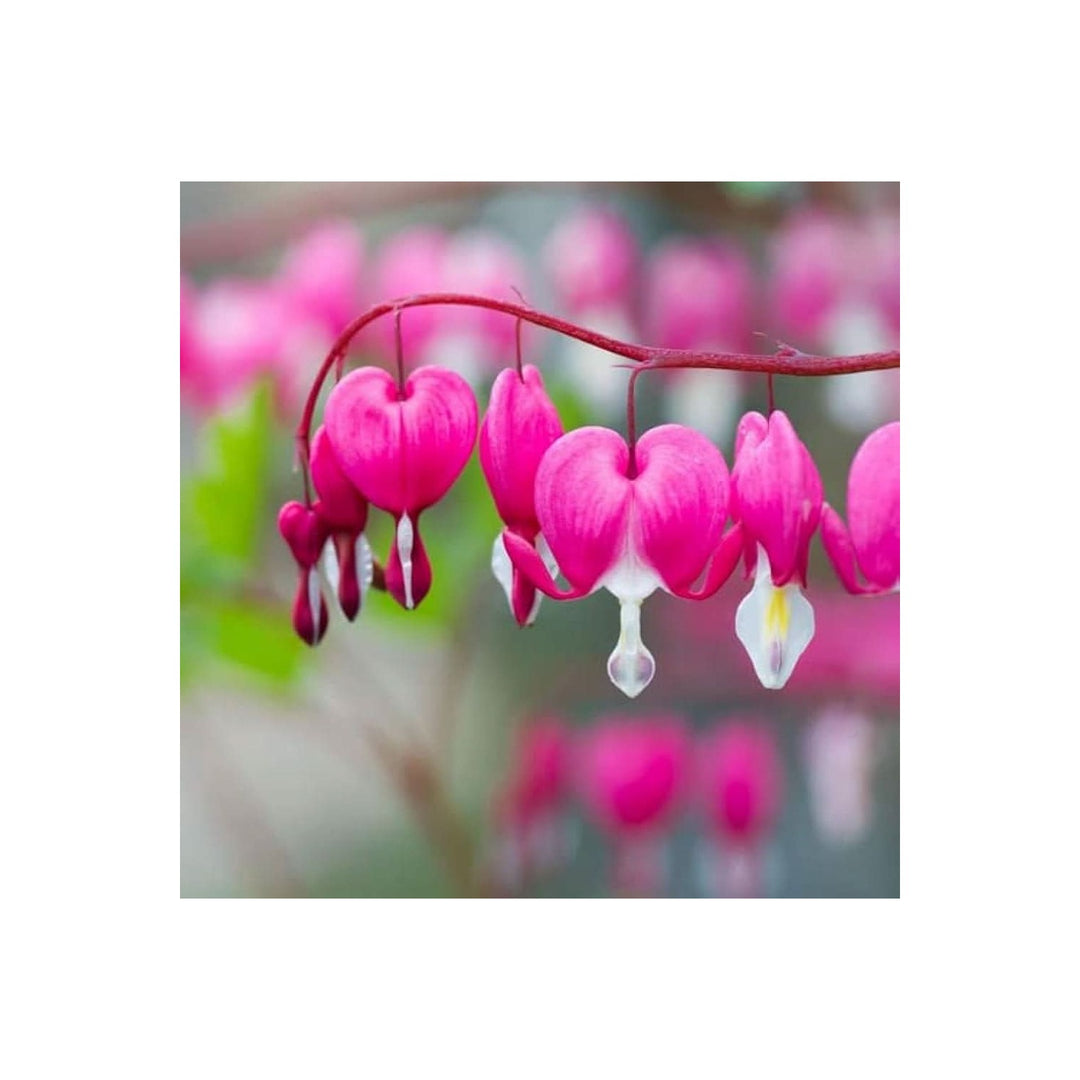 Bleeding Heart Dicentra Spectabilis Flower For Vertical Gardens Shaded Backyard Planting Flower [neera-v5-dc2583f3a9b2814ac589]