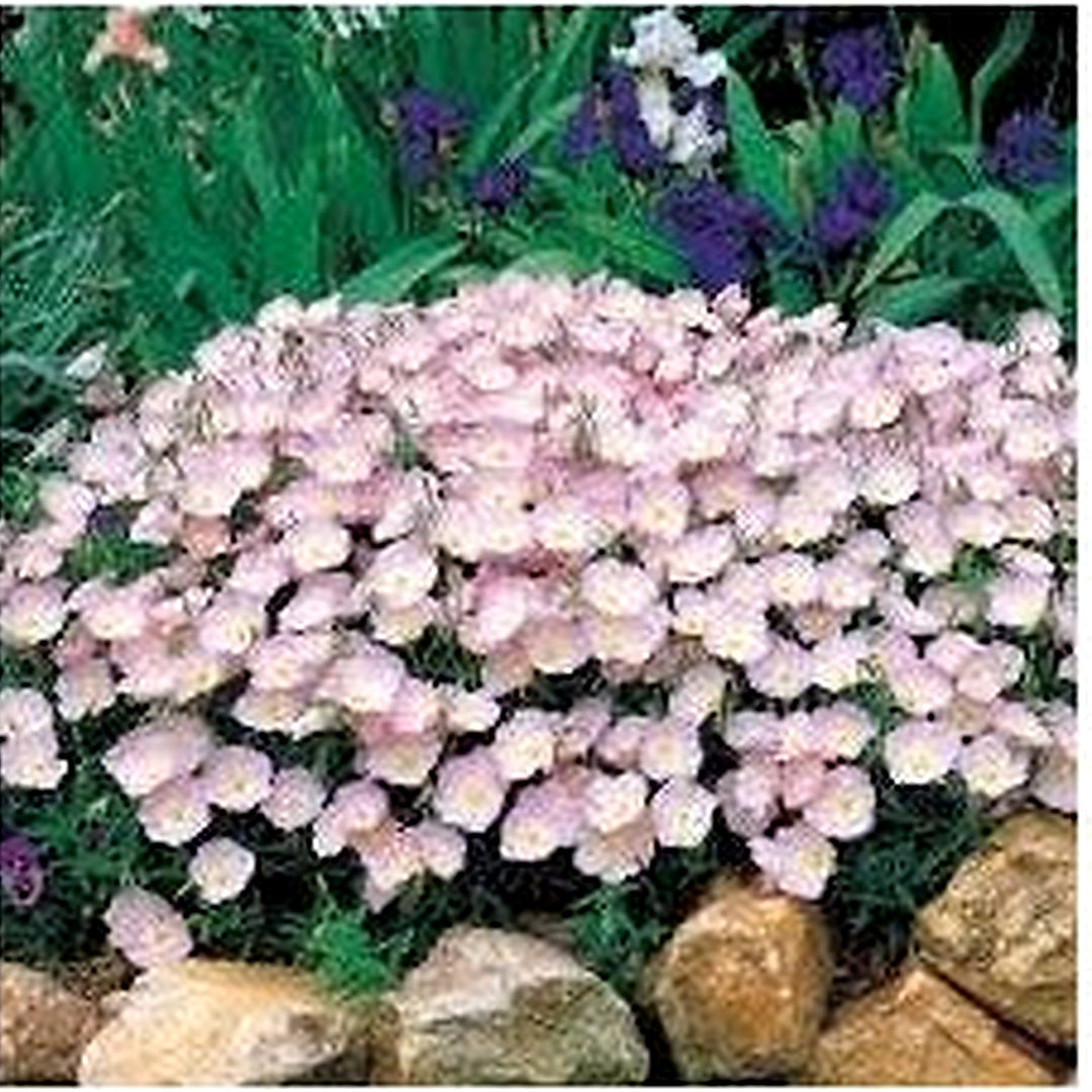 Organic Light Pink Evening-Scented Flower Seeds for Planting [neera-v5-dc26d900d5ca9518c43d]