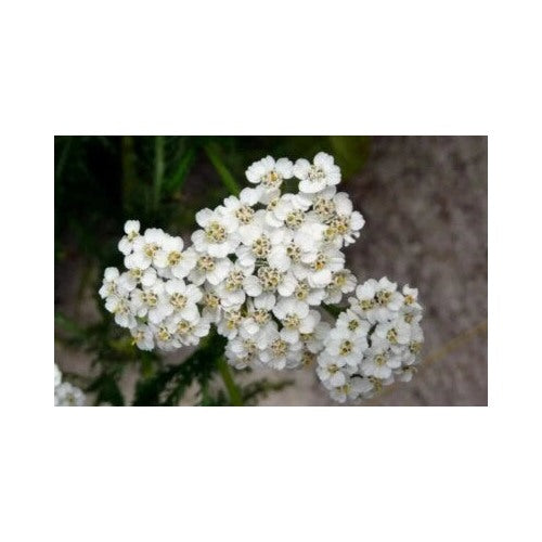 White Yarrow Planting Perennial Flower Heirloom Wildflower Medicinal Herb Non Gmo Flower Seeds [neera-v5-dc280fc3ff069a5b270c]