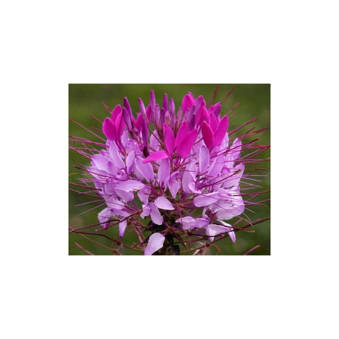 Mauve Spider Flower Cleome Hassleriana For Planting In Backyard Garden Beds Flower Seeds for Home [neera-v5-dc31c2b1cf869c98669b]