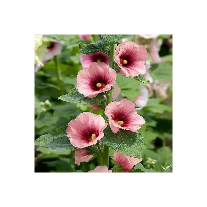 Pink Hollyhock Pale For Planting Organic Heirloom Non Gmo Flower Flower Seeds for Home Garden [neera-v5-dc335e53a46780776057]