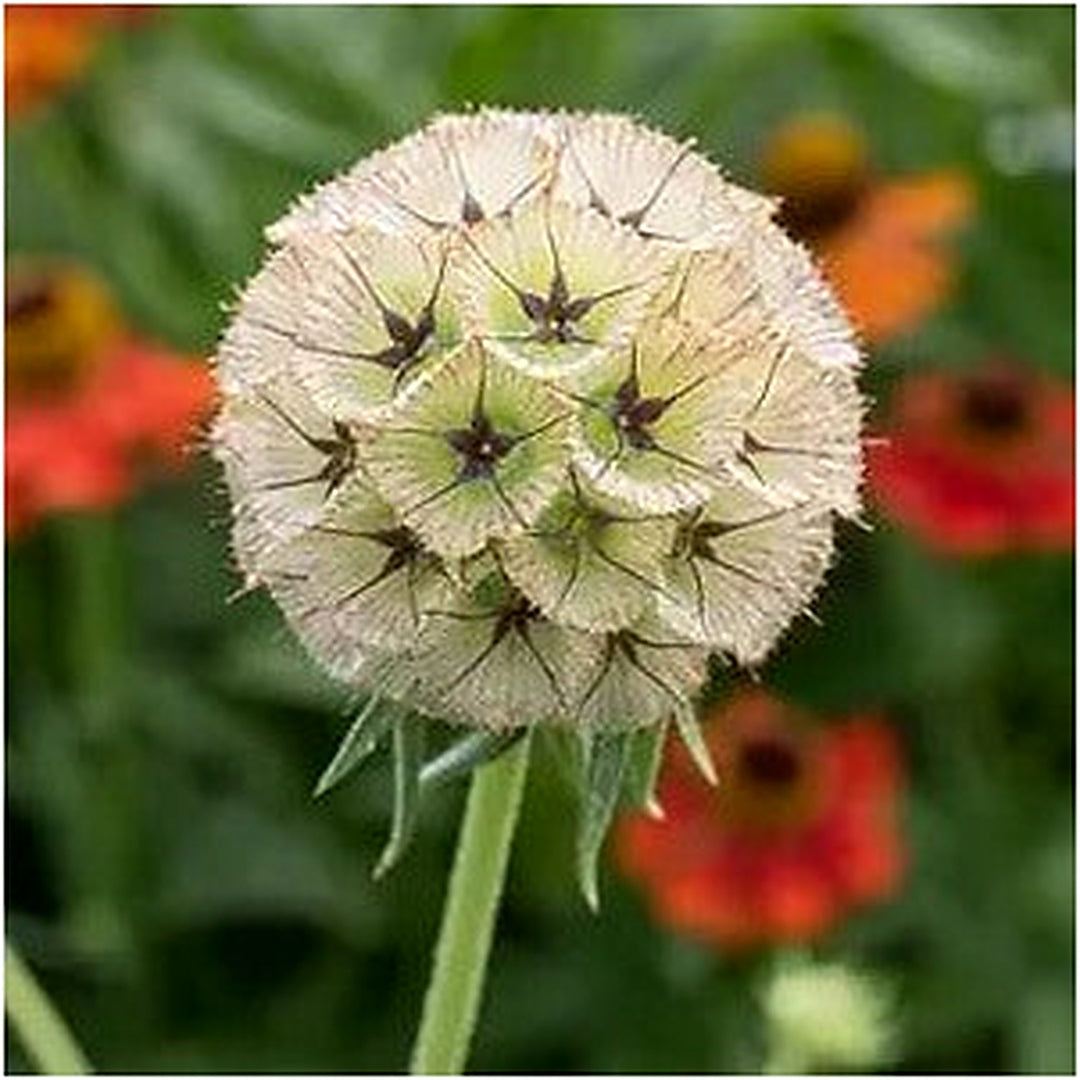 Drumstick Scabiosa Stellata Annual Flower Seeds for Planting Heirloom Non-GMO High Germination Organic Garden Seeds [neera-v5-dc33d350167a98ba769b]