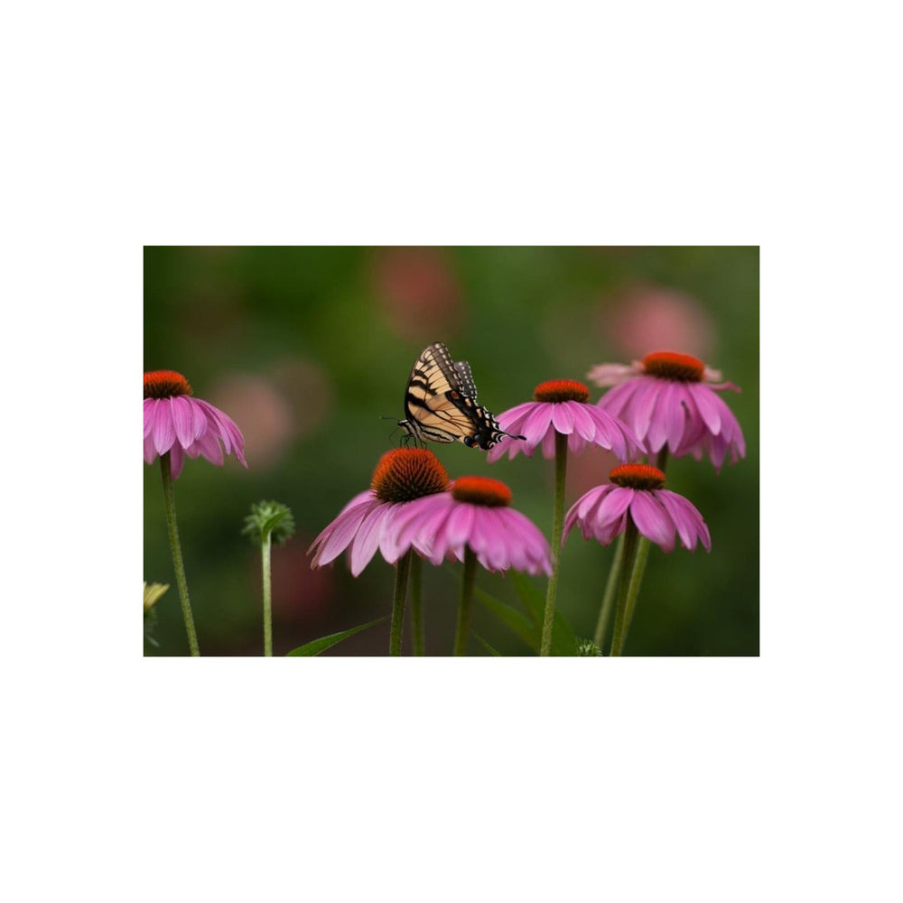 Heirloom Sonnenhut Flower For Garden Planting Non Gmo Coneflower Blooms For Pollinator Gardens [neera-v5-dc405502fbcb9120dc54]