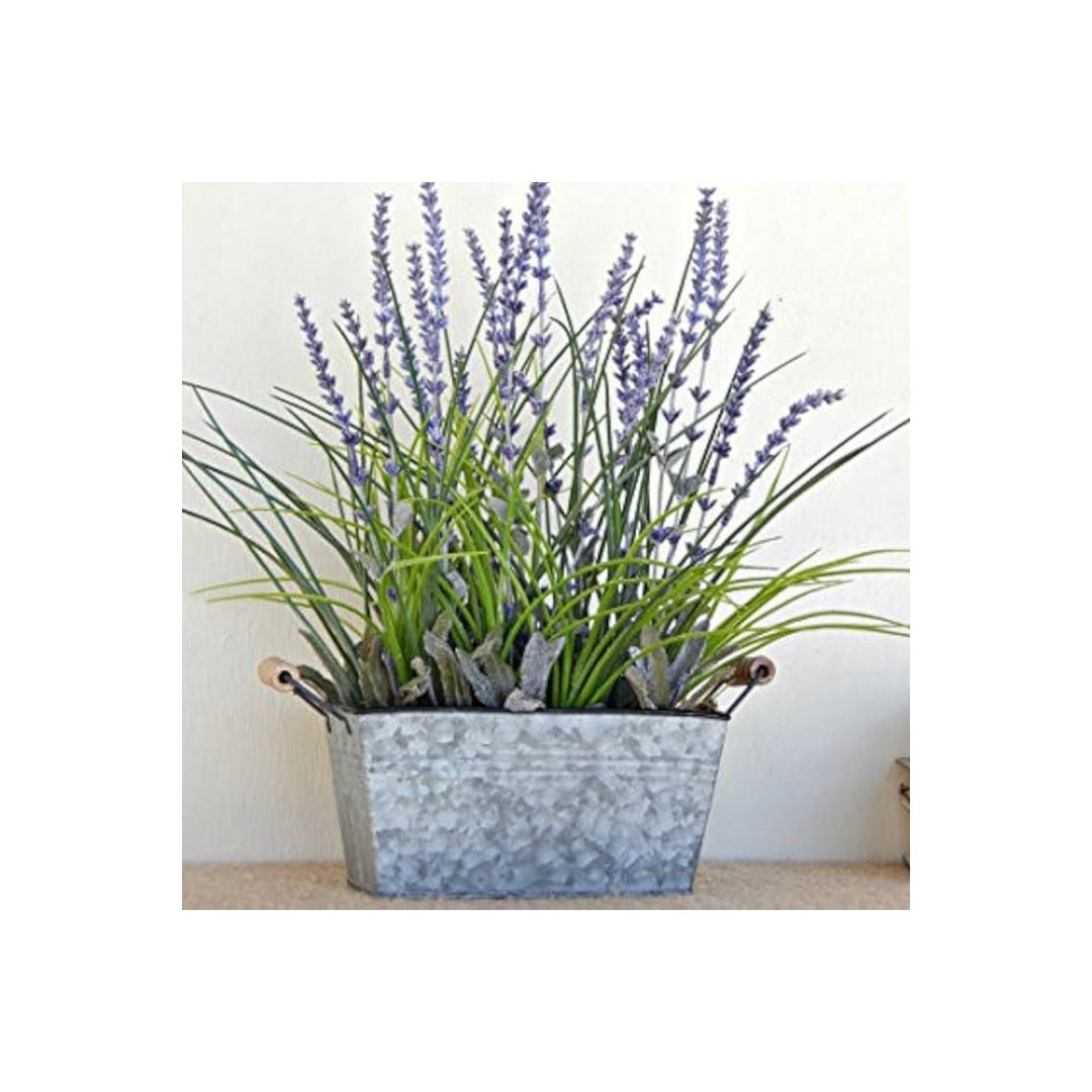 Lavender Lavula X Intermedia French Provence Flower For Planting Fragrant Herb For Borders [neera-v5-dc427622674cf4f77cbf]