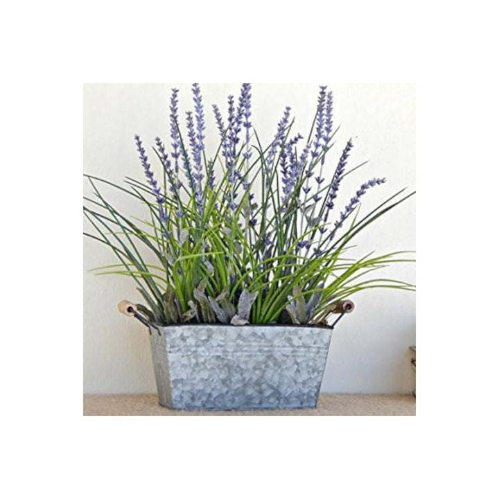 Lavender Lavula X Intermedia French Provence Flower For Planting Fragrant Herb For Borders [neera-v5-dc427622674cf4f77cbf]