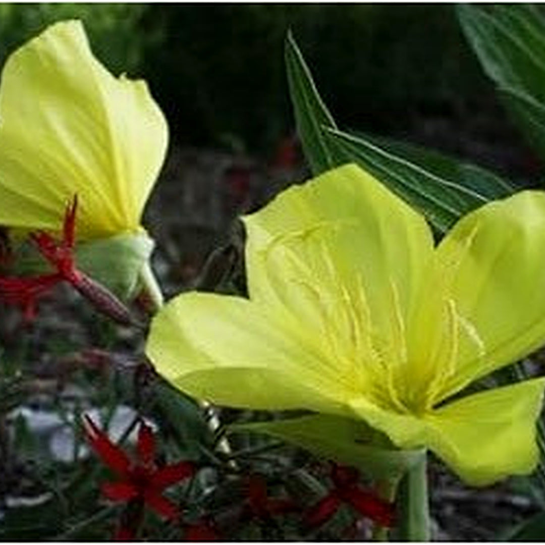 Light Green Primrose Flower Seeds [neera-v5-dc43e4c2cc5edabdf0e7]