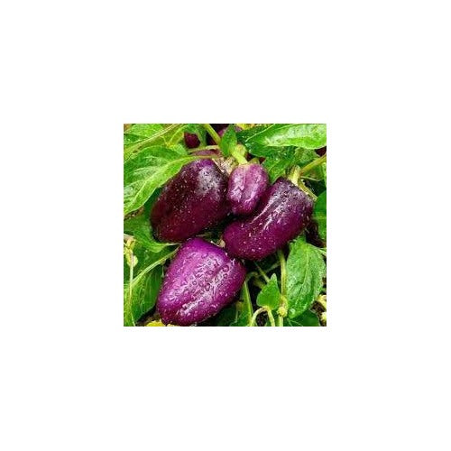 Purple Bell Pepper Vegetable Seeds for Planting [neera-v5-dc455e6e299171ce6b81]