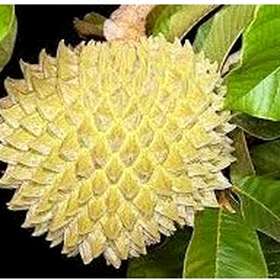 Annona Purpurea Fruit Seed Pack for Planting | Heirloom Non-GMO Organic Garden Seeds for Exotic Fruits [neera-v5-dc49a7af472024174382]