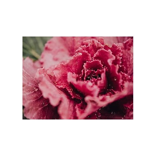 Lettuce Seeds for Planting [neera-v5-dc5902d6079c4d34427f]