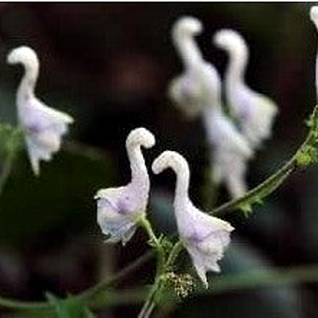 Heirloom Non-GMO White Swan Flower Seeds [neera-v5-dc63efd17726a3850e32]