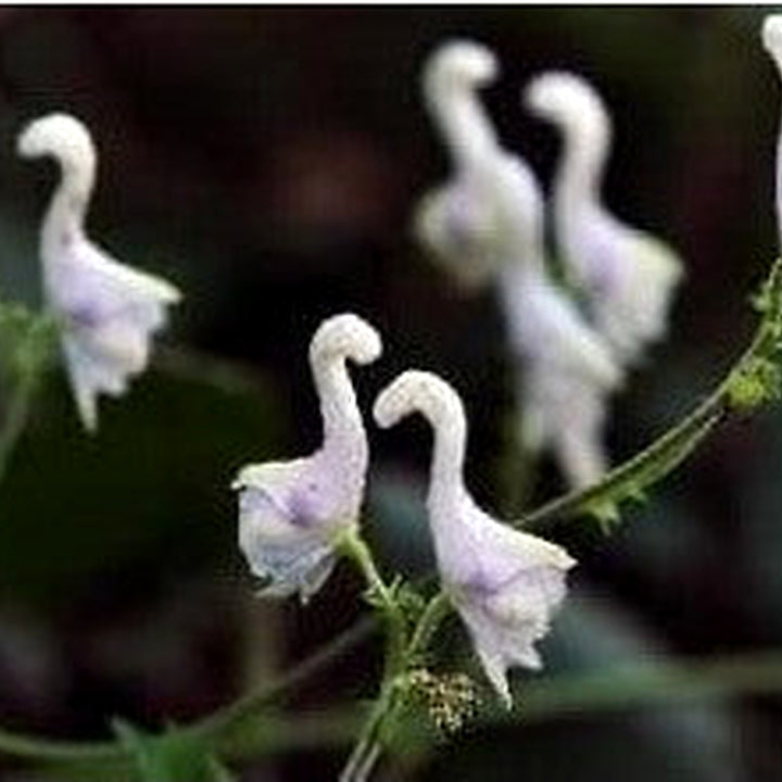 Heirloom Non-GMO White Swan Flower Seeds [neera-v5-dc63efd17726a3850e32]
