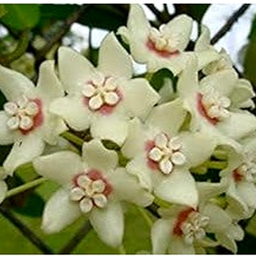 White Light Pink Hoya Flower Seeds [neera-v5-dc7225acf30a1f856e54]