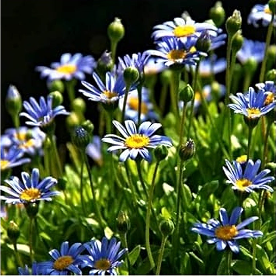 Blue Felicia Amelloides Flower Seeds for Planting [neera-v5-dc72da598c33d8187982]