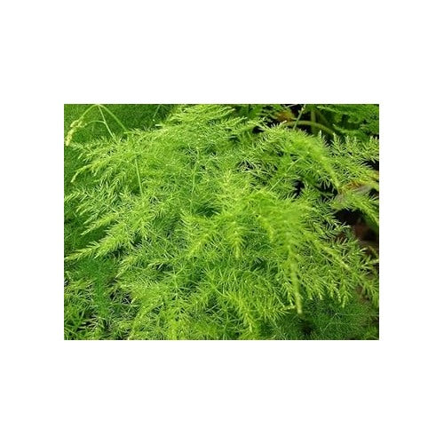 Asparagus Plumosa Seeds for Planting [neera-v5-dc762bceec2cae627e38]