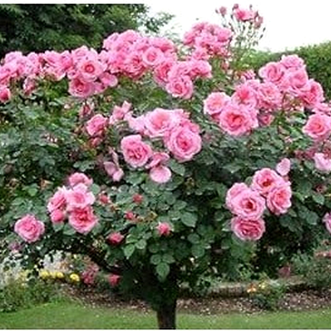 Pink Rose Tree Flower Seeds [neera-v5-dc7cd44baf8b780d1b9e]