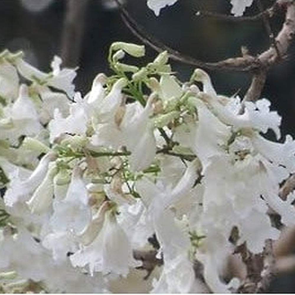 Heirloom Non-GMO White Jacaranda Flower Seeds for Garden Planting [neera-v5-dc9563316c0f5dc22ef4]