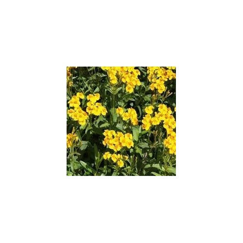 Organic Heirloom Tagetes Lucida Flower Seeds [neera-v5-dc9c78c18e2f0ad29dc3]