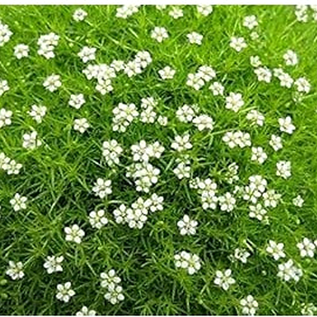 White Sagina Subulata Flower For Planting Flower Seeds for Home Garden Planting, Exotic Organic [neera-v5-dca6b94c8777e80f43f7]