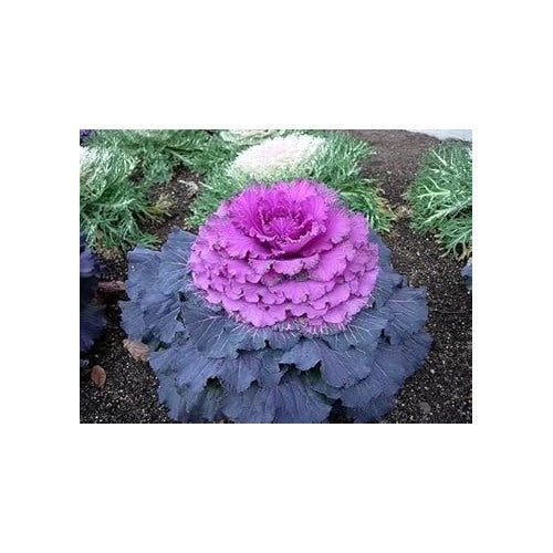 Heirloom Non-GMO Purple Kale Flower Seeds for Planting | High Germination Organic Garden Seeds [neera-v5-dcc860379f84b8ec91c9]