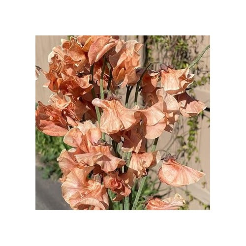 Heirloom Non-GMO Brown Sweet Pea Flower Seeds for Planting [neera-v5-dcd790aef1bbfe079a39]