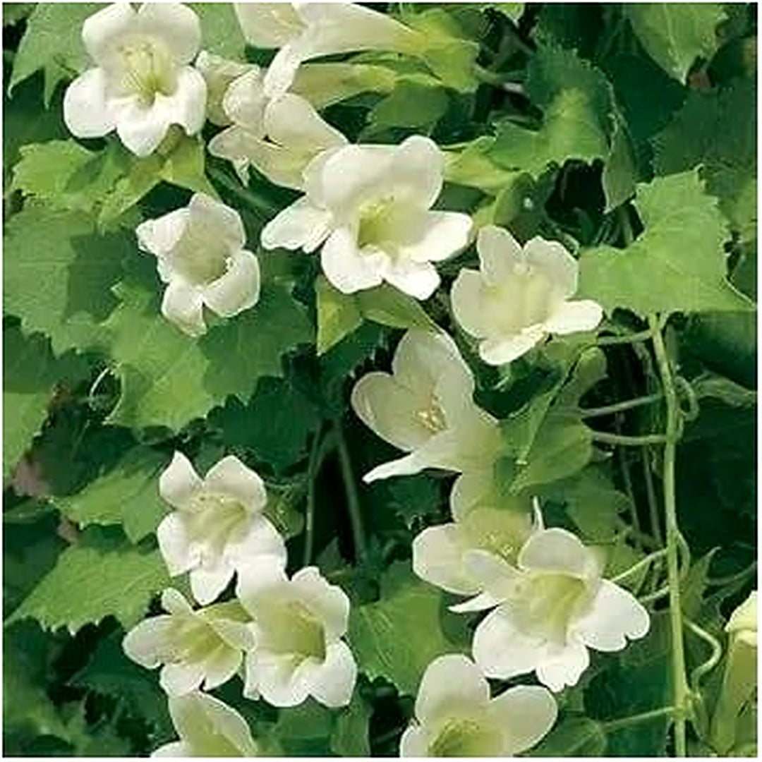 White Maurandya Lophospermum Flower For Planting Heirloom Non Gmo For Planting Flower Seeds for [neera-v5-dce388290b9c3cfc4df0]