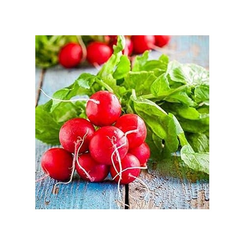 Radish Vegetable Seeds for Planting | Heirloom, Non-GMO, High Germination Organic Garden Seeds [neera-v5-dcea01bc481ce8f2bd53]