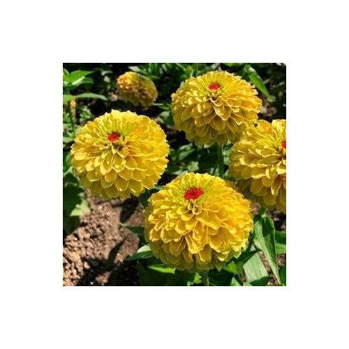 Yellow Red Zinnia Flower Seeds for Planting [neera-v5-dcea3edf497063f8ca0d]