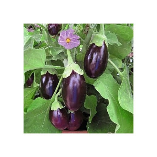 Floriculture Greens &