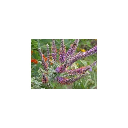Heirloom Amorpha Canescens Flower Seeds for Garden Planting, Non-GMO, Prairie Wildflower Blooms [neera-v5-dcfbdf8124efdc89dc2f]