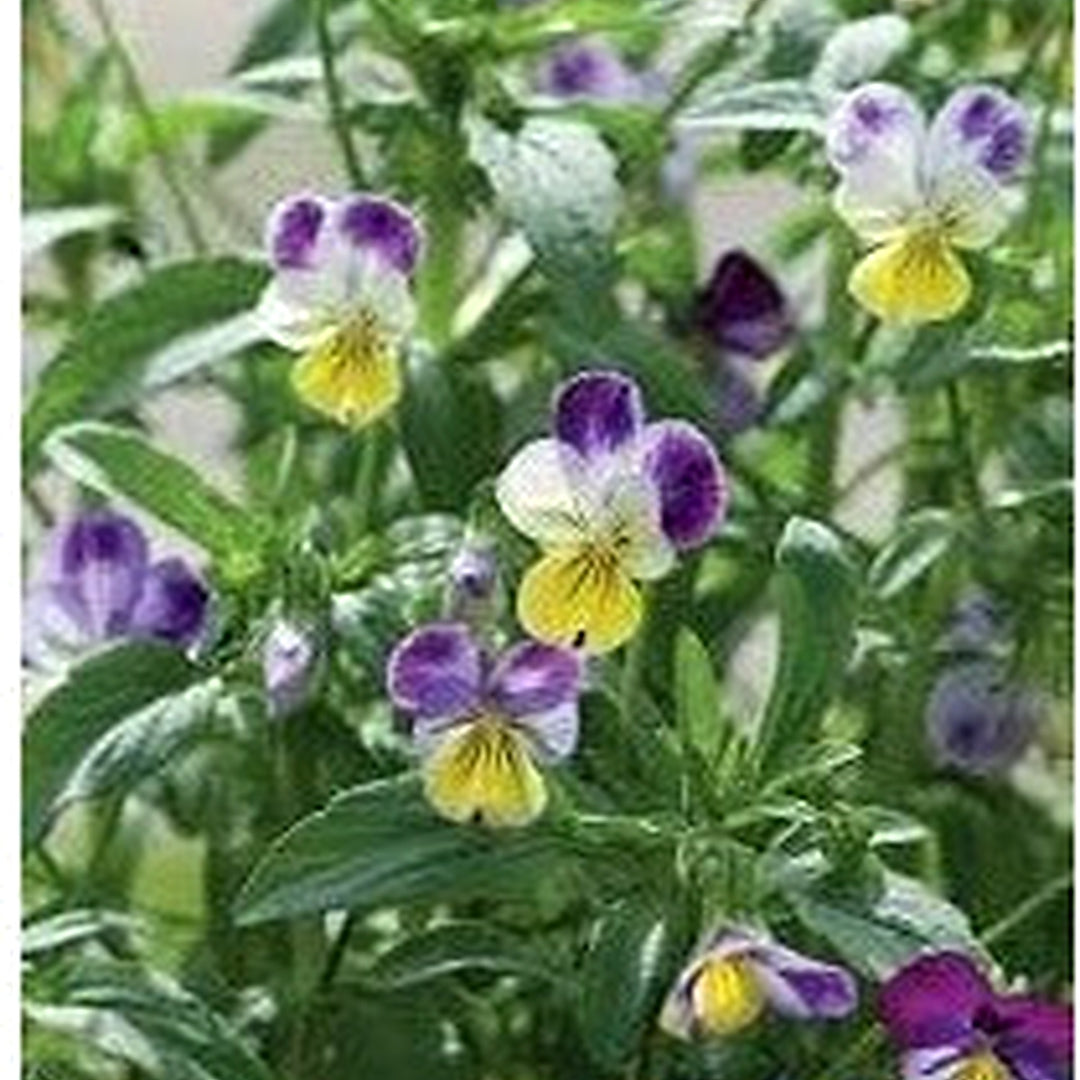 Heirloom Non-GMO Johnny Jump-up Viola Flower Seeds for Planting [neera-v5-dd088271995e543a9bbe]