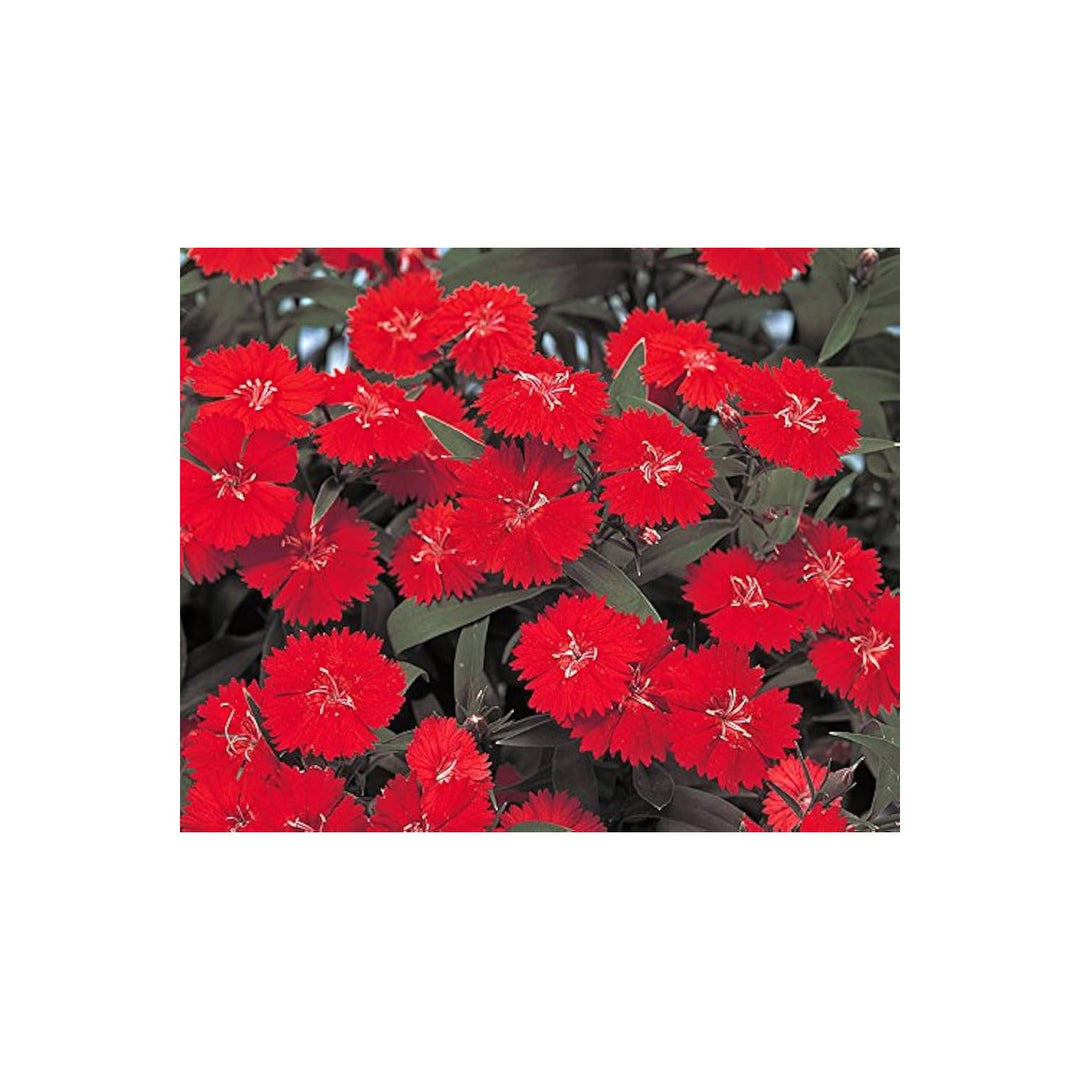 Burgundy Dianthus Flower For Planting Flower Seeds for Home Garden Planting, Vibrant Organic [neera-v5-dd09d37da9a385c7d1a2]