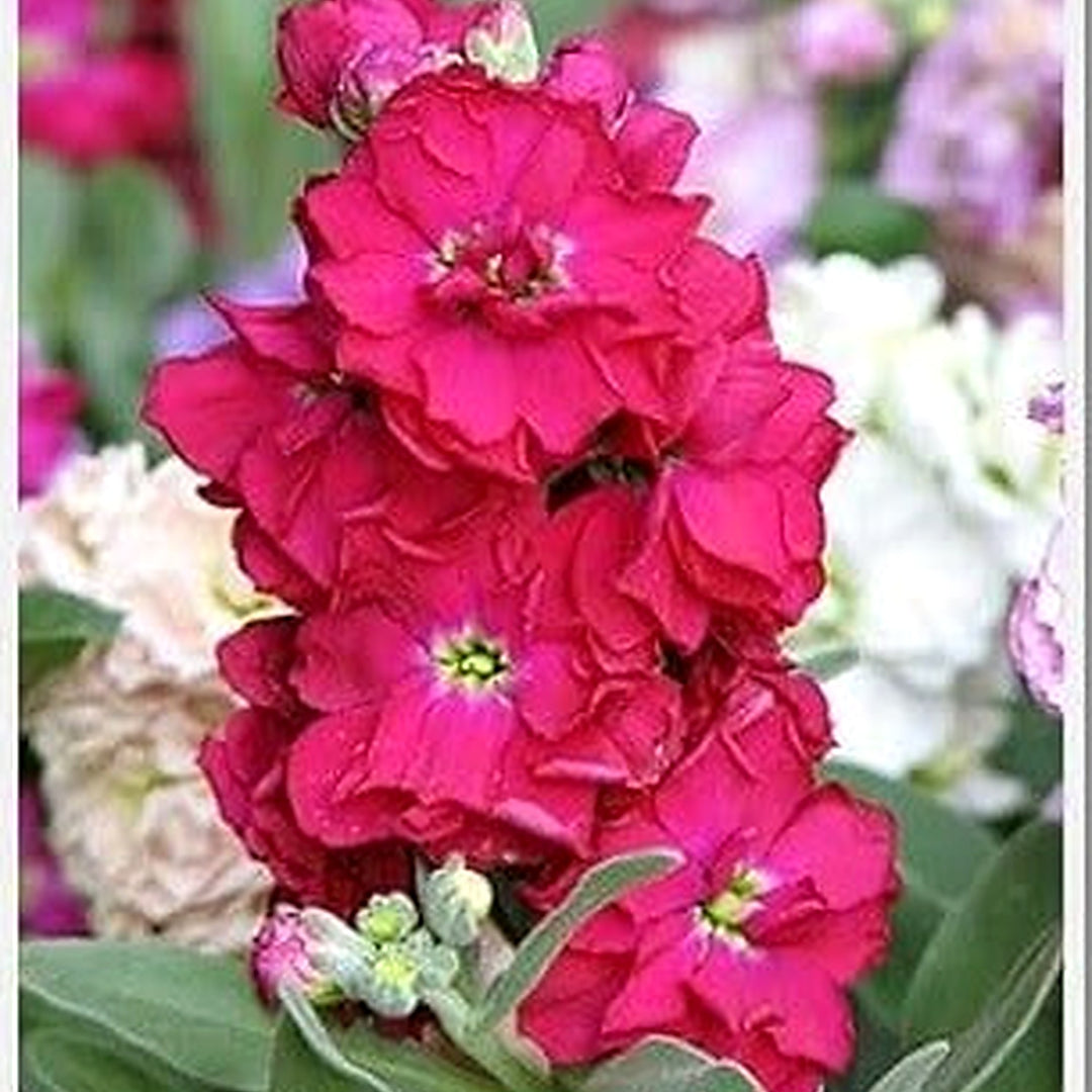 Red Mini Matthiola Incana Flower Seeds for Planting [neera-v5-dd0ab4aed117339be863]