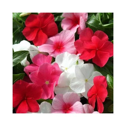 Annual Vinca Periwinkle Ground Cover Flower Mix Planting Heirloom Non Gmo Flower Seeds Home [neera-v5-dd13b2152d6ce5202419]