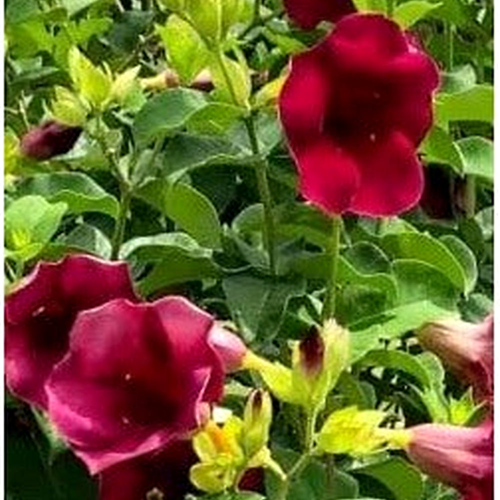 Heirloom Non-GMO Red Oxalis Versicolor Flower Seeds for Garden Planting [neera-v5-dd20b2a674f0ed99703f]