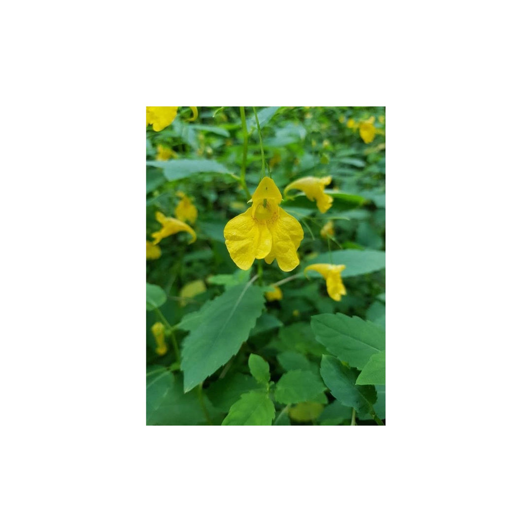 Heirloom Non Gmo Impatiens Balsamine Flower For Planting Vibrant Shade Loving Blooms Flower Seeds [neera-v5-dd273eb7ab5591628e09]